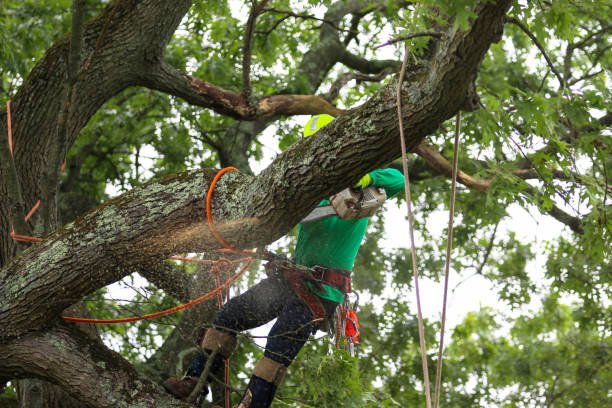 How Our Tree Care Process Works  in  Trenton, TN